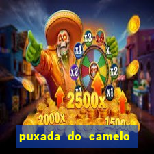 puxada do camelo jogo do bicho